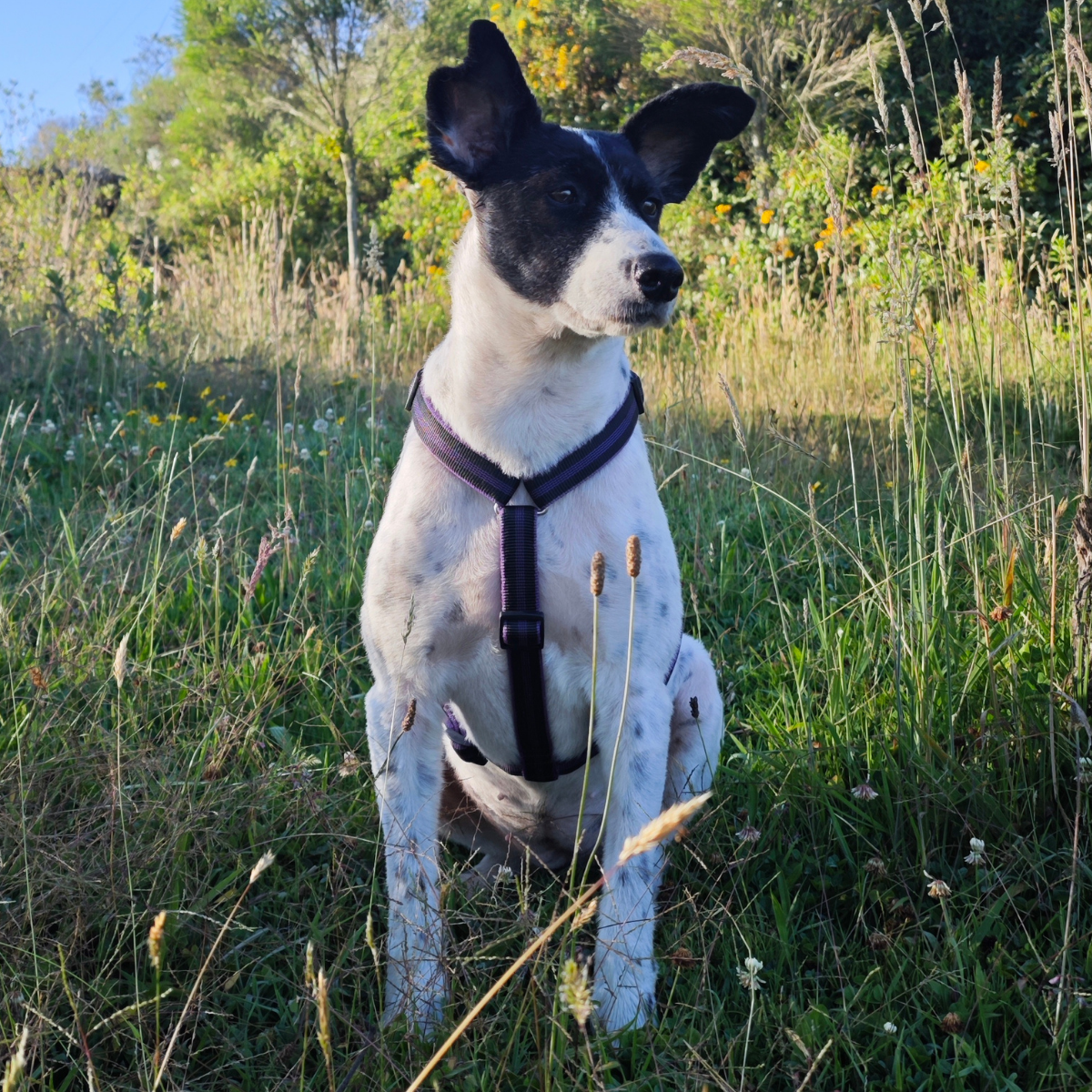 Mittelgroße Hunde